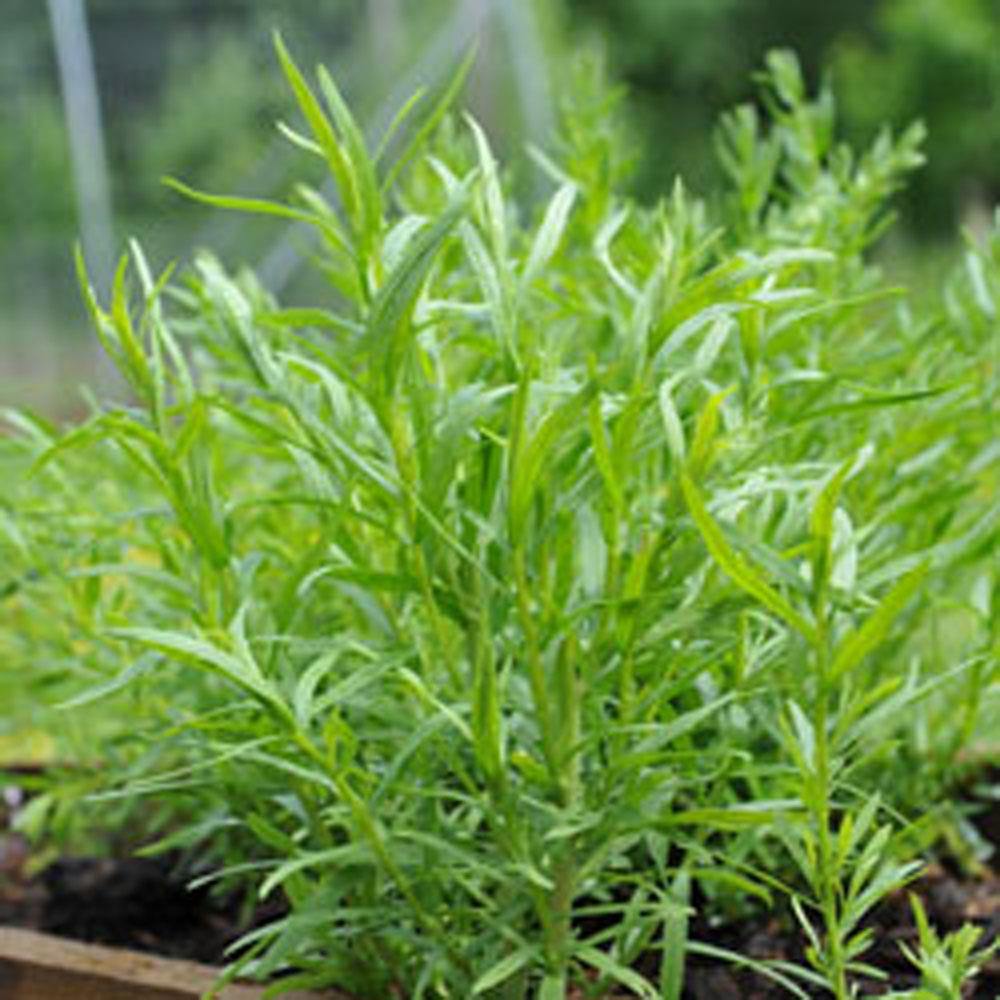 Tarragon Seeds - How to grow Tarragon ?  Country Creek LLC