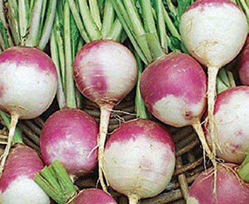 Turnip Seeds - How to grow Turnips ? - Country Creek LLC