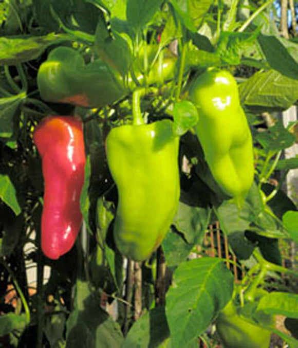 Pepper Seeds - How to grow Peppers ? - Country Creek LLC