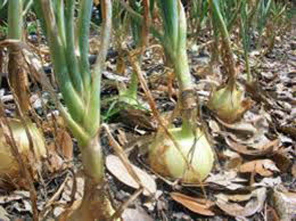 Onion Seeds - Country Creek LLC