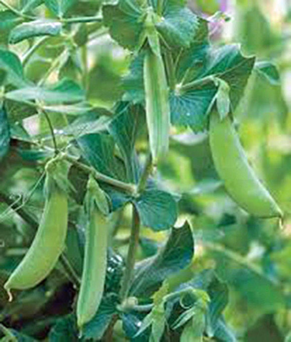 Pea Seeds - How to grow Peas ? - Country Creek LLC