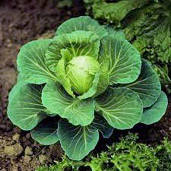 Cabbage Seeds - Country Creek LLC