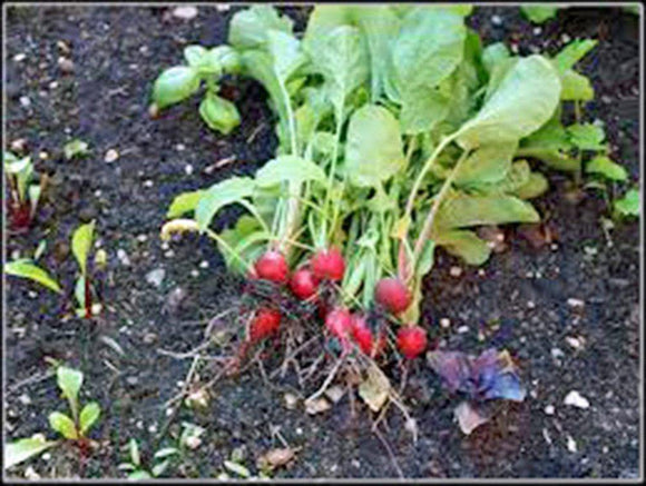 Radish Seed - How to grow Radish ? - Country Creek LLC