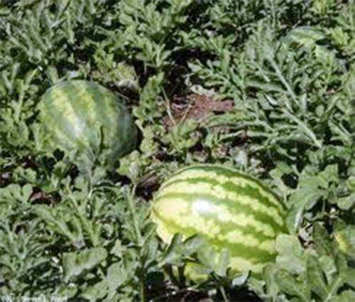 Watermelon Seeds - How to grow Watermelon ? - Country Creek LLC