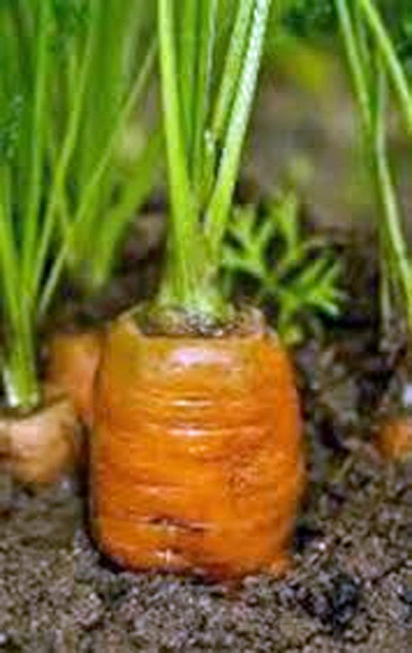 Carrot Seed - Country Creek LLC