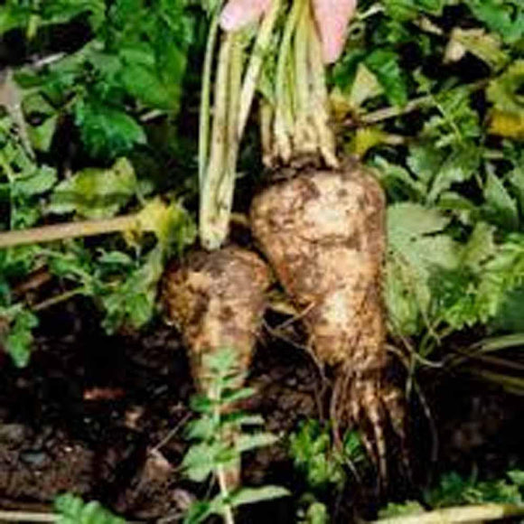 Parsnip Seeds - How to grow Parsnips ? - Country Creek LLC