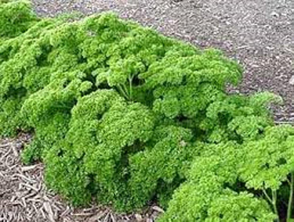 Parsley Seeds - How to grow Parsley ? - Country Creek LLC