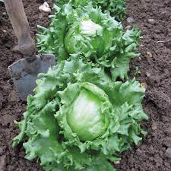 Lettuce Seed - How to grow lettuce ? - Country Creek LLC