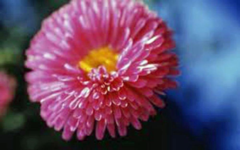 astral seed flower bed ASTER, RAINBOW SEEDS , BEAUTIFUL VIVID BRIGHT BLOOMS – Country Creek LLC