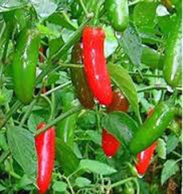 SERRANO PEPPER, RED CHILLI, HEIRLOOM, NON-GMO SEEDS – Country Creek LLC