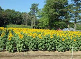SUNFLOWER SEEDS , MAMMOTH RUSSIAN, SEEDS ORGANIC NEWLY HARVESTED, 7-10 Foot Tall - Country Creek LLC