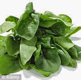 SPINACH SEED, AMERICA, HEIRLOOM,ORGANIC, NON GMO, SEEDS, SPINACH SEEDS - Country Creek LLC
