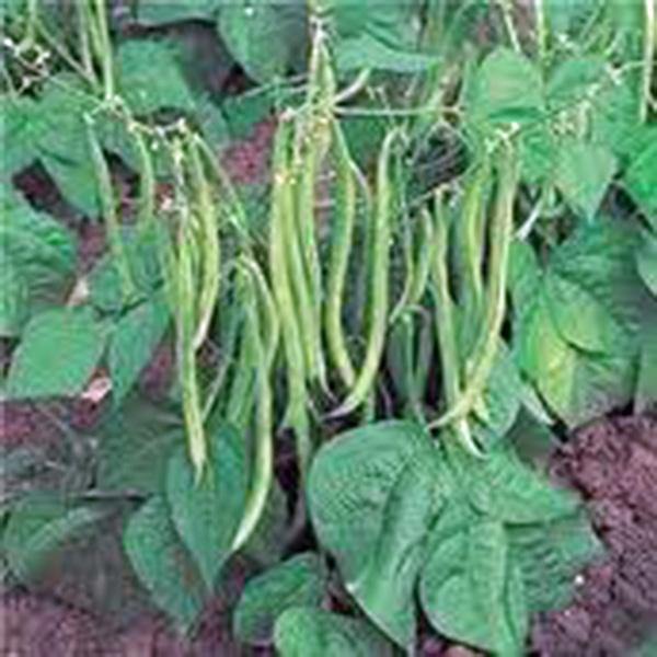 plant bush beans from seed BEAN SEED , TENDERGREEN BUSH, HEIRLOOM, NON GMO SEEDS, GREAT TASTING A – Country Creek LLC