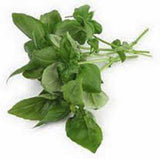 Basil Seeds , Sweet Genovese, Organic , NON GMO Seeds, Great All Around Basil, Makes Excellent Pesto - Country Creek LLC