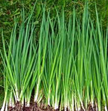 ONION SEED , TOKYO LONG WHITE, HEIRLOOM, ORGANIC NON-GMOSEEDS, GREAT IN SALADS& COOKING - Country Creek LLC