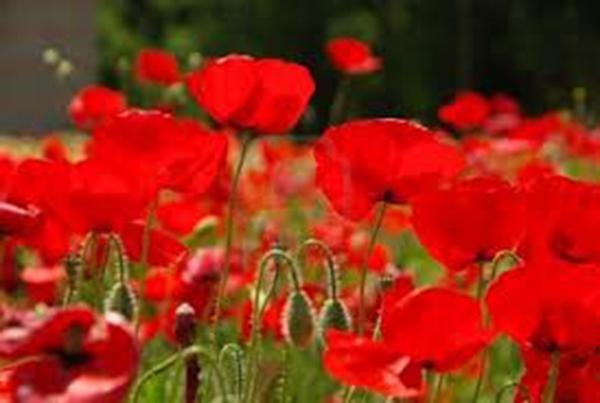 ポピー❤︎ POPPY SEEDS RED POPPY SEEDS FLOWER SEEDS WORLDS MOST POPULAR