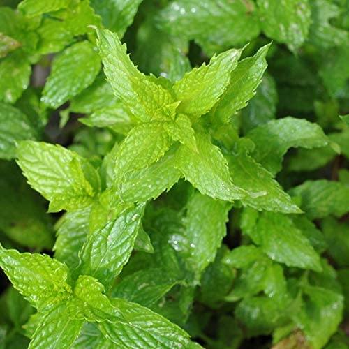 plant spearmint seeds Spearmint Seeds, Country Creek Acres Brand, Non-GMO Seeds, Planting –  Country Creek LLC