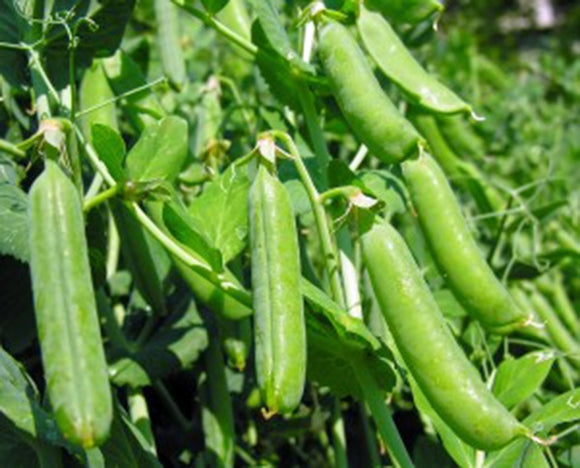 PEAS, THOMAS LAXTON, HEIRLOOM, ORGANIC NON-GMO SEEDS, GREAT FOR SALADS AND COOKING - Country Creek LLC