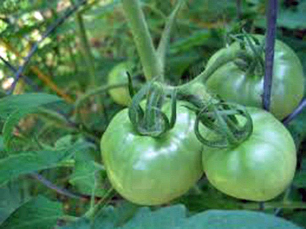 TOMATO SEEDS, RUTGERS, HEIRLOOM SEEDS, DELICIOUSLY SWEET RED TASTY FRU