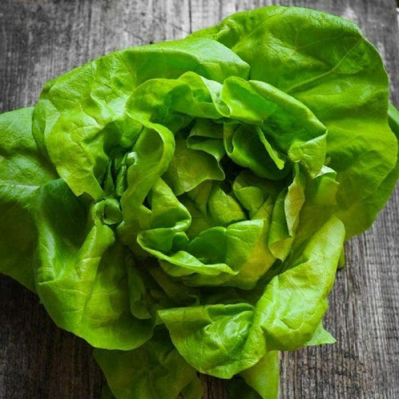 Tom Thumb Butterhead Lettuce Seeds  - Non-GMO - The Perfect Variety for Small Gardens, containers, and Raised beds. - Country Creek LLC - Country Creek LLC