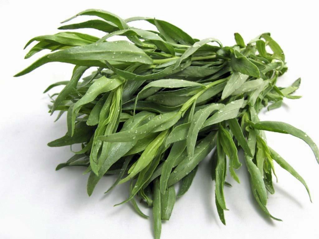 TARRAGON SEEDS, HERB SEED, HEIRLOOM, SEEDS, HEALTHY AND TASTY HERB
