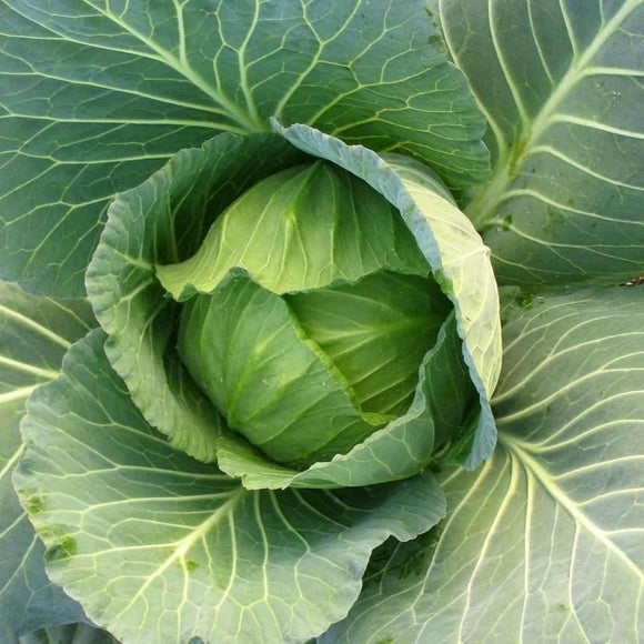 Cabbage Copenhagen Market Seeds, Heirloom, Non GMO Seed Tasty Healthy Veggie - Country Creek LLC