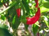 CAYENNE PEPPER, LONG RED THIN, HEIRLOOM, ORGANIC NON-GMO SEEDS,GREAT FRESH OR DRIED - Country Creek LLC