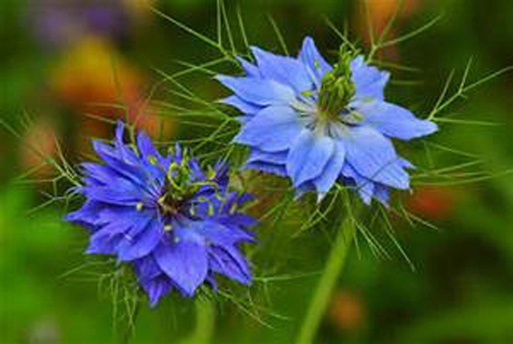middlemist flower seeds lOVE IN A MIST SEEDS , Flower Seeds , BEAUTIFUL BLUE FLOWER – Country Creek LLC