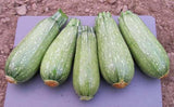 Zucchini , Grey Zucchini Squash, 25 seeds per pack, Organic, NON GMO,has been a favorite of vegetable gardeners since the 1950’s. - Country Creek LLC