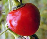 Hot Pepper Seed Mix Garden Collection, Heirloom, Organic Seeds, 7 Top Seeds - Country Creek LLC