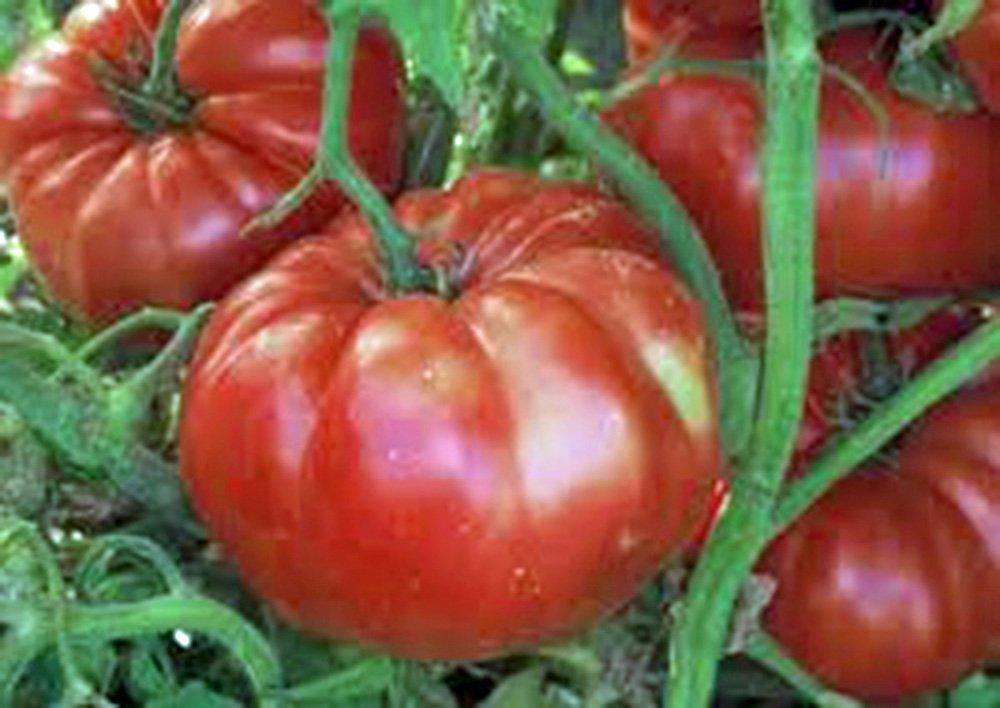 Giant Pink Belgium Heirloom Tomato Seeds
