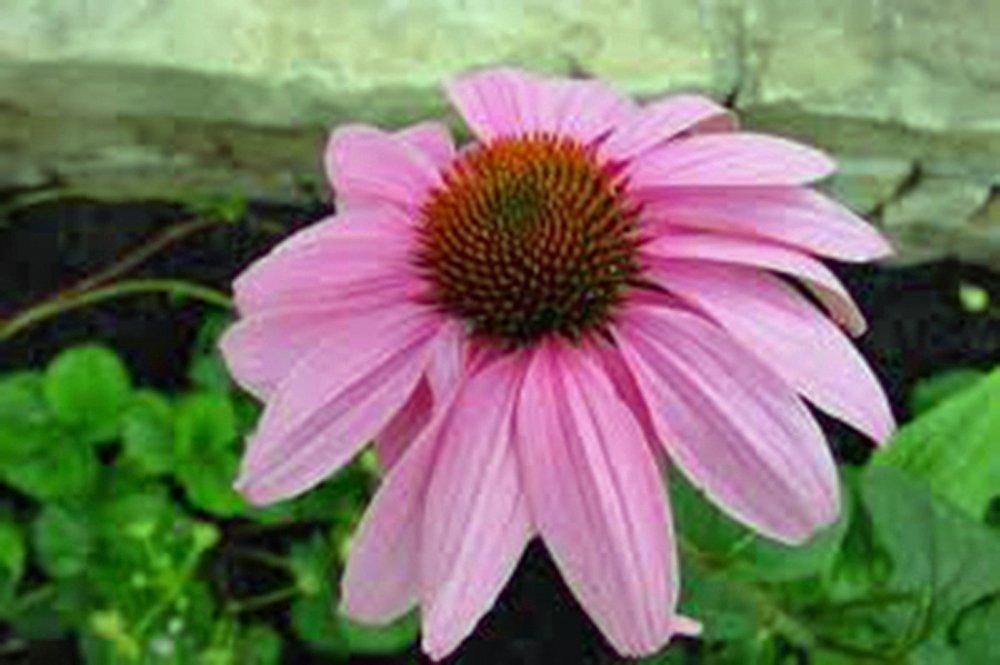 Purple Coneflowers Seeds Beautiful Purple Blooms Country Creek LLC