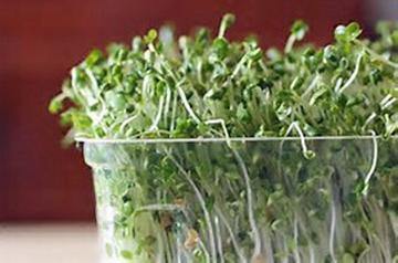 friendship plant seeds BROCCOLI N FRIENDS SEEDS FOR SPROUTING, COUNTR CREEK LLC BRAND,MICROGR –  Country Creek LLC