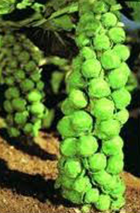 jade cross brussel sprouts plants BRUSSEL SPROUTS, CHURCHILL, HEIRLOOM, NON GMO SEEDS, EARLY DELICIOUS V –  Country Creek LLC