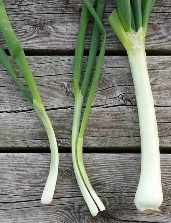 Nebuka Evergreen Bunching Onion Seeds - Non-GMO - A Hardy and Cold Resistant That is Great in stir frys, soups, or in soups. - Country Creek LLC - Country Creek LLC