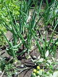 Onion, Yellow Spanish onion seeds, Heirloom, Organic , NON- GMO, One of the most popular for gardeners, this jumbo-sized onion is mild with golden brown skin. - Country Creek LLC