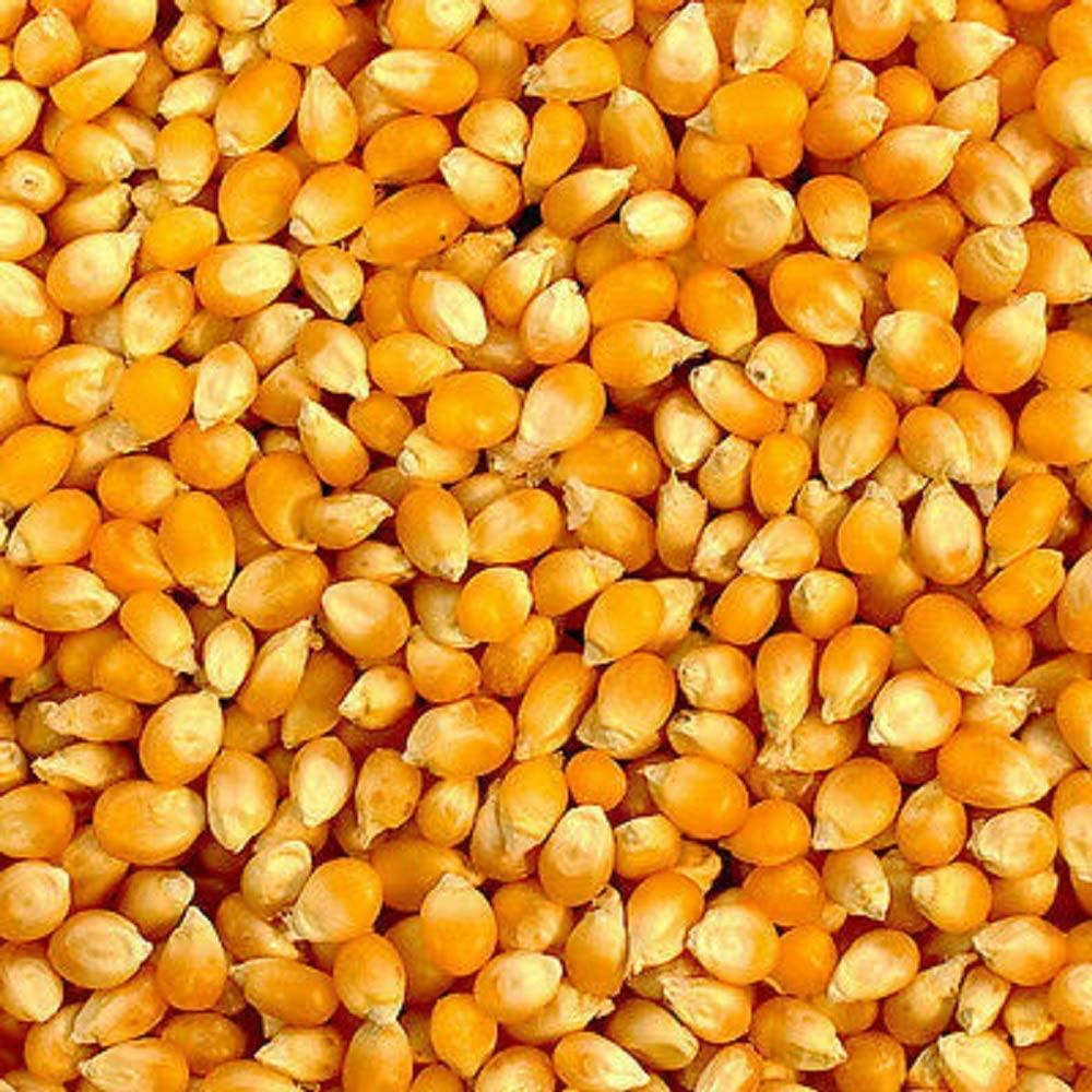 planting popcorn seeds Yellow Popcorn Seed for Growing Heirloom OP Open Pollinated Non-GMO Garden Seed by Country Creek Acres