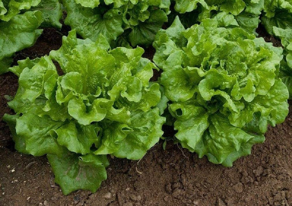 Way-A-Head Lettuce Seeds -  Non-GMO - Produce Compact Buttery Heads of savoyed, Vibrant Green Leaves with Tender, Cream Colored Hearts. - Country Creek LLC - Country Creek LLC