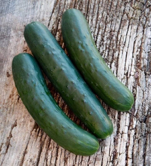 Marketmore 76 Cucumber Seeds - Non-GMO- The Most recognizable heirlooms and a Favorite Slicer for The Home Garden. - Country Creek LLC - Country Creek LLC