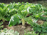 Radish Seed ,Japanese Daikon , Heirloom, Organic, NON GMO Seeds - Country Creek LLC