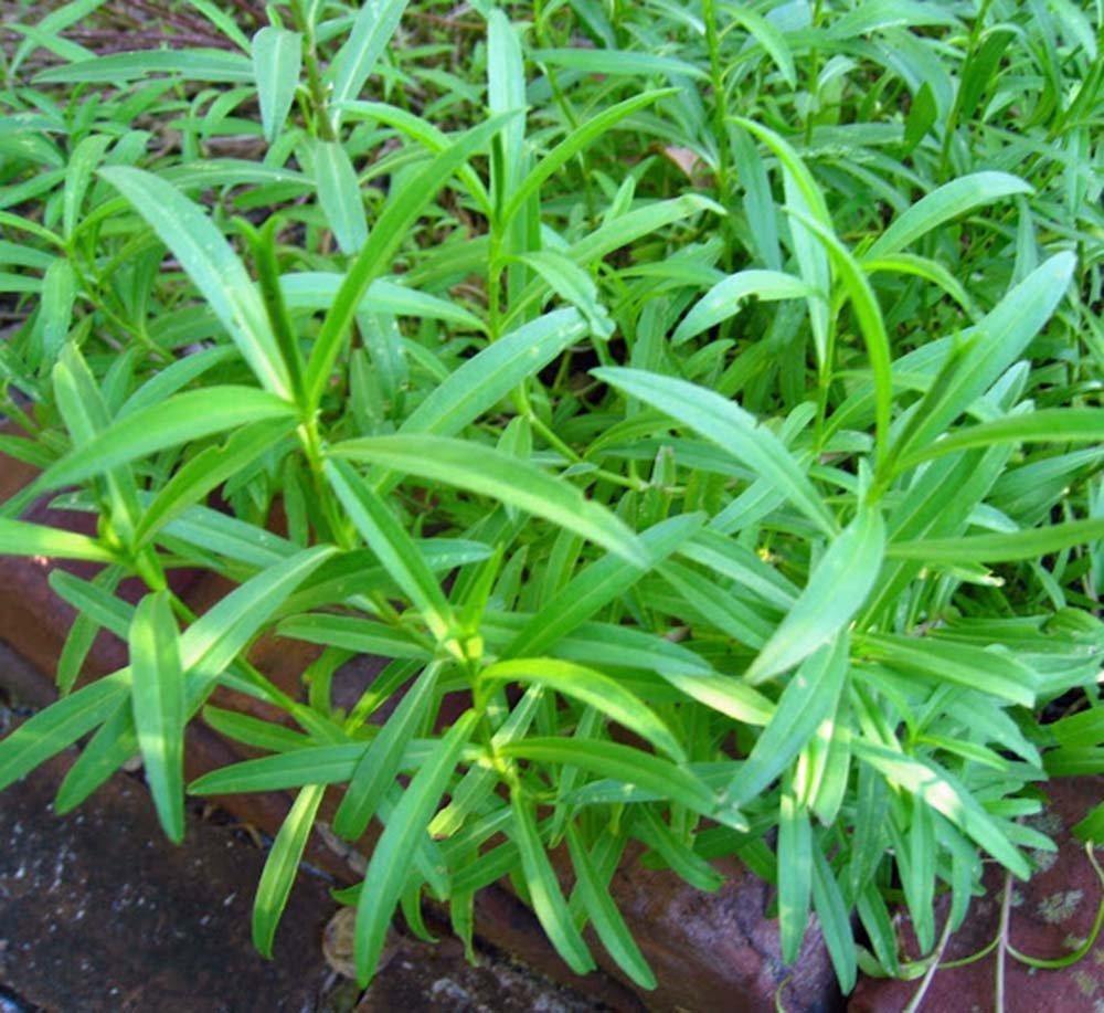 TARRAGON SEEDS, HERB SEED, HEIRLOOM, SEEDS, HEALTHY AND TASTY HERB –  Country Creek LLC