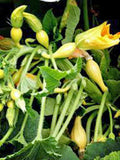 Squash Seeds,golden Crookneck Squash, Heirloom, Organic, 100 Seeds,non Gmo - Country Creek LLC
