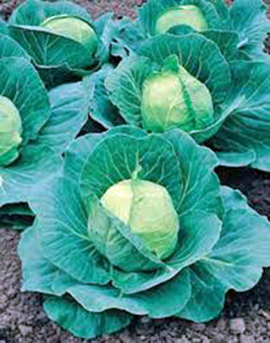 Cabbage Seed, Golden Acre, Heirloom, NON GMO Seeds, Tasty Healthy Vegg Country Creek LLC
