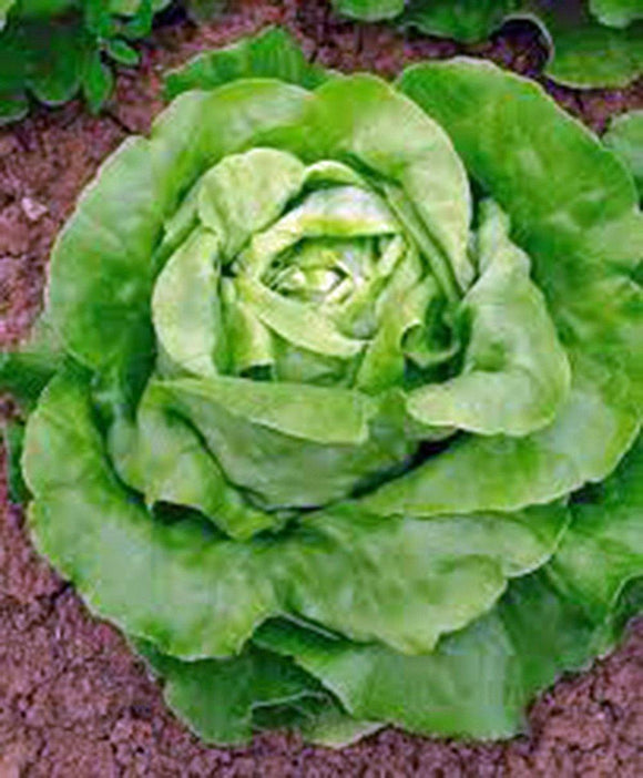 Lettuce Seed, Butterhead Buttercrunch, Heirloom, Organic, NON-GMO Seeds, - Country Creek LLC