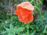 POPPY SEEDS RED POPPY SEEDS ORGANIC, FLOWER SEEDS WORLDS MOST POPULAR FLOWER, BEAUTIFUL RED BLOOMS - Country Creek LLC