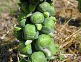 BRUSSEL SPROUTS, CATSKILL, HEIRLOOM, ORGANIC, NON GMO SEEDS, DELICIOUS LITTLE CABBAGE - Country Creek LLC