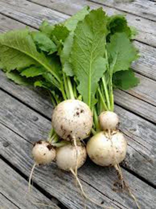 TURNIP SEEDS , WHITE EGG TURNIP SEEDS, HEIRLOOM SEEDS Country Creek LLC