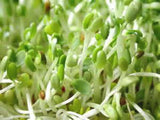 Alfalfa Seeds, Organic, Non-GMO Seed For Sprouting Microgreens - Country Creek LLC