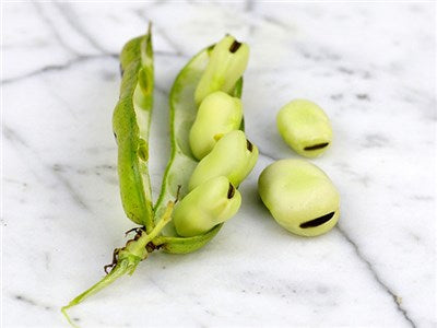 fava beans seeds for planting Aguadulce Fava Bean Seeds, Non-GMO, Country Creek Acres Brand – Country  Creek LLC