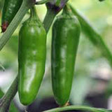 PEPPER, EARLY JALAPENO CHILLE , HEIRLOOM, ORGANIC NON-GMO SEEDS, SPICY GREAT FRESH - Country Creek LLC